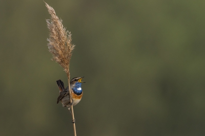 Beautiful bird. I was so fascinated to see it singing for the first time. Ended up taking many frames:)

last time i uploaded, it was rejected as it contained the copyrights watermark.