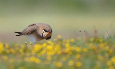 <i class='fa fa-user'></i> corvanspijk |   Vorkstaartplevier  <i class='fa fa-eye'> 524</i>  <i class='fa fa-thumbs-up'> 5</i>   <i class='fa fa-comment-o'> 8</i>