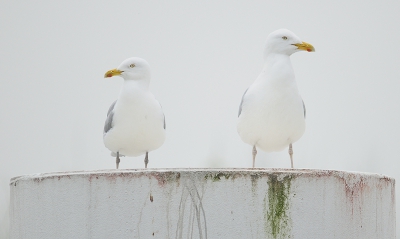 <i class='fa fa-user'></i> josephine |   Zilvermeeuw  <i class='fa fa-eye'> 286</i>  <i class='fa fa-thumbs-up'> 11</i>   <i class='fa fa-comment-o'> 21</i>