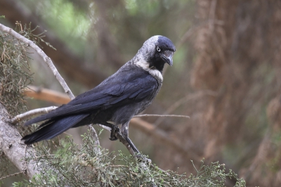 <i class='fa fa-user'></i> Gerard Visser |   Kauw  <i class='fa fa-eye'> 337</i>  <i class='fa fa-thumbs-up'> 3</i>   <i class='fa fa-comment-o'> 13</i>