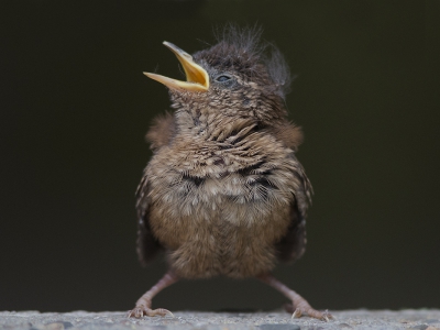 <i class='fa fa-user'></i> Robert Westerhof |   Winterkoning  <i class='fa fa-eye'> 367</i>  <i class='fa fa-thumbs-up'> 3</i>   <i class='fa fa-comment-o'> 14</i>