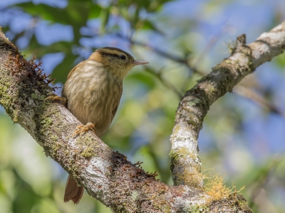 <i class='fa fa-user'></i> Paul van Giersbergen |   Priemsnavelxenops  <i class='fa fa-eye'> 173</i>   <i class='fa fa-comment-o'> 1</i>