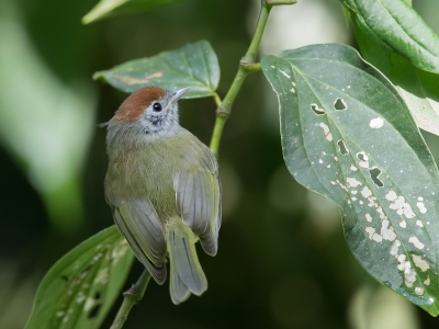 <i class='fa fa-user'></i> Paul van Giersbergen |   Roestkruinvireo  <i class='fa fa-eye'> 199</i>   <i class='fa fa-comment-o'> 0</i>
