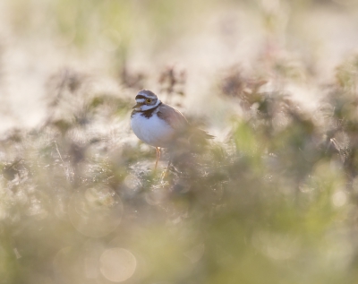 <i class='fa fa-user'></i> vanmarle |   Kleine Plevier  <i class='fa fa-eye'> 406</i>  <i class='fa fa-thumbs-up'> 10</i>   <i class='fa fa-comment-o'> 10</i>