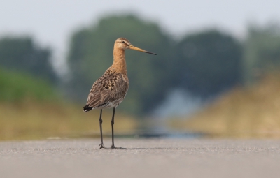 <i class='fa fa-user'></i> rietgors |   Grutto  <i class='fa fa-eye'> 354</i>  <i class='fa fa-thumbs-up'> 9</i>   <i class='fa fa-comment-o'> 7</i>