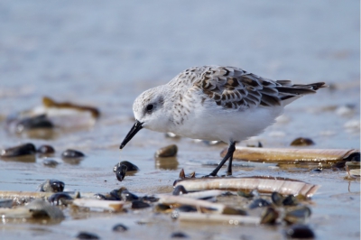 De drieteenstrandloper zijn altijd talrijk aanwezig op het strand van Texel. Een zeer dankbaar vogeltje om te fotograferen.