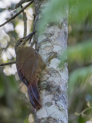 <i class='fa fa-user'></i> Paul van Giersbergen |   Witkeelmuisspecht  <i class='fa fa-eye'> 204</i>   <i class='fa fa-comment-o'> 0</i>