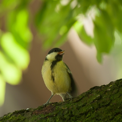 <i class='fa fa-user'></i> P.Teune |   Koolmees  <i class='fa fa-eye'> 347</i>   <i class='fa fa-comment-o'> 8</i>