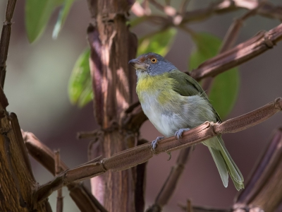 <i class='fa fa-user'></i> Paul van Giersbergen |   Roodbrauwpeperklauwier  <i class='fa fa-eye'> 246</i>   <i class='fa fa-comment-o'> 0</i>
