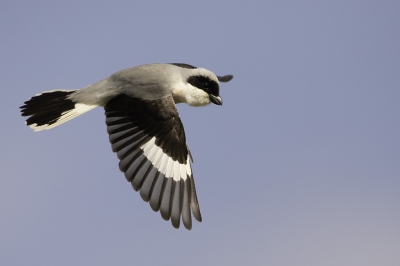 <i class='fa fa-user'></i> Rene Sluimer |   Kleine Klapekster  <i class='fa fa-eye'> 547</i>  <i class='fa fa-thumbs-up'> 7</i>   <i class='fa fa-comment-o'> 6</i>