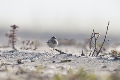 Plevier loopt weg in de desolate vlakte met pioniersvegetatie op opgespoten strand.