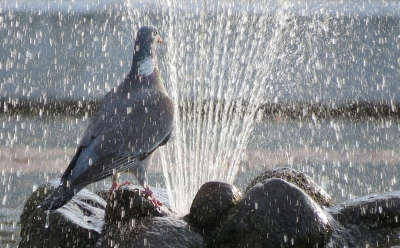 <i class='fa fa-user'></i> sieb |   Houtduif  <i class='fa fa-eye'> 256</i>   <i class='fa fa-comment-o'> 2</i>