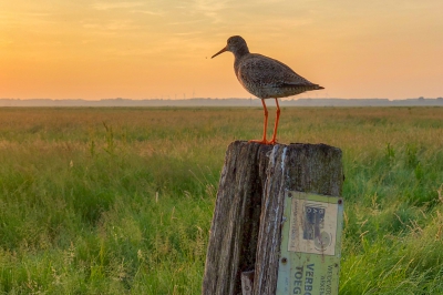 Gisteravond was ik zonder m'n camera op pad, maar ook met een mobiel kun je tegenwoordig prima vogelfoto's maken.
Geplaatst:	Vr 01 Jun 2018, 13:59