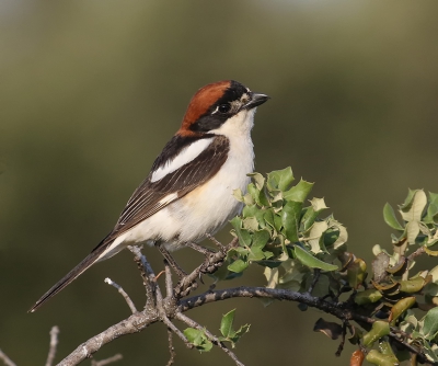 <i class='fa fa-user'></i> Jan P |   Roodkopklauwier  <i class='fa fa-eye'> 461</i>  <i class='fa fa-thumbs-up'> 1</i>   <i class='fa fa-comment-o'> 6</i>