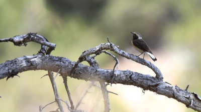 <i class='fa fa-user'></i> Gerard Visser |   Cyprustapuit  <i class='fa fa-eye'> 283</i>   <i class='fa fa-comment-o'> 5</i>