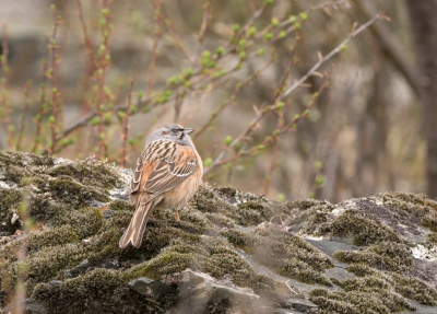 <i class='fa fa-user'></i> jee |   Rotsgors  <i class='fa fa-eye'> 348</i>  <i class='fa fa-thumbs-up'> 1</i>   <i class='fa fa-comment-o'> 3</i>