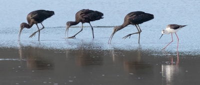 <i class='fa fa-user'></i> loek van de Leur |   Zwarte Ibis  <i class='fa fa-eye'> 512</i>  <i class='fa fa-thumbs-up'> 10</i>   <i class='fa fa-comment-o'> 15</i>