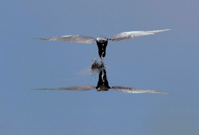 Tussen het fotograferen van de Witvleugelstern door, ook getracht dit kunststukje van de Zwarte Stern vast te leggen. Nadeel: ze foerageren vliegend vlak boven het water van het licht af, dus ook van mij.