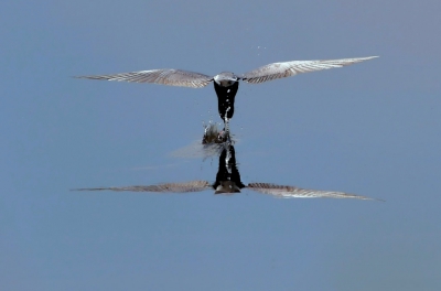 <i class='fa fa-user'></i> Nol Baarschers |   Zwarte Stern  <i class='fa fa-eye'> 550</i>  <i class='fa fa-thumbs-up'> 6</i>   <i class='fa fa-comment-o'> 11</i>