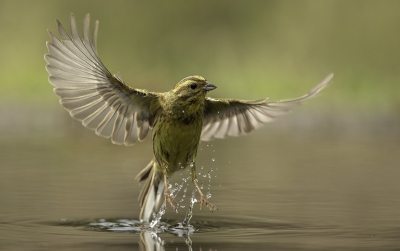 <i class='fa fa-user'></i> Rene Sluimer |   Geelgors  <i class='fa fa-eye'> 446</i>  <i class='fa fa-thumbs-up'> 10</i>   <i class='fa fa-comment-o'> 9</i>