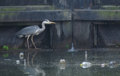 <i class='fa fa-user'></i> sieb |   Blauwe Reiger  <i class='fa fa-eye'> 287</i>  <i class='fa fa-thumbs-up'> 2</i>   <i class='fa fa-comment-o'> 11</i>