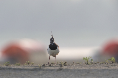 <i class='fa fa-user'></i> vanmarle |   Kievit  <i class='fa fa-eye'> 278</i>  <i class='fa fa-thumbs-up'> 1</i>   <i class='fa fa-comment-o'> 3</i>