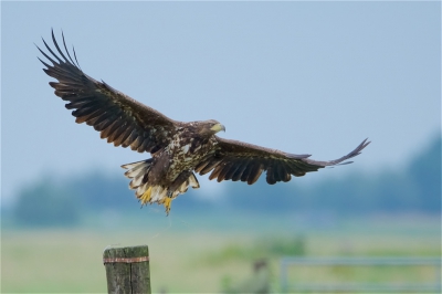 <i class='fa fa-user'></i> Harry Jamont |   Zeearend  <i class='fa fa-eye'> 603</i>  <i class='fa fa-thumbs-up'> 6</i>   <i class='fa fa-comment-o'> 15</i>