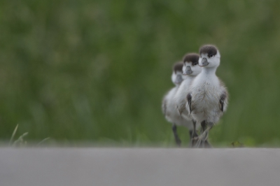 <i class='fa fa-user'></i> Kees van de Wege |   Bergeend  <i class='fa fa-eye'> 397</i>  <i class='fa fa-thumbs-up'> 14</i>   <i class='fa fa-comment-o'> 12</i>