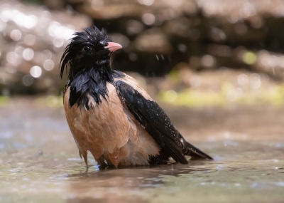 <i class='fa fa-user'></i> Marie-Jos Boon |   Roze Spreeuw  <i class='fa fa-eye'> 390</i>   <i class='fa fa-comment-o'> 5</i>