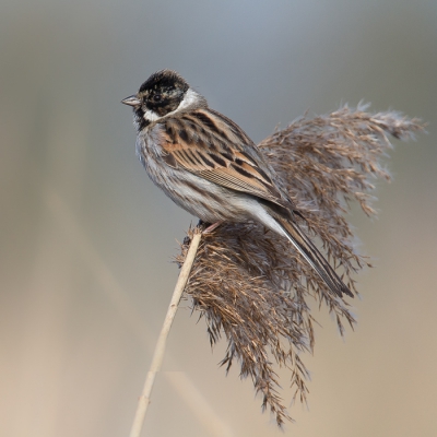 <i class='fa fa-user'></i> Vincent Vuik |   Rietgors  <i class='fa fa-eye'> 495</i>  <i class='fa fa-thumbs-up'> 6</i>   <i class='fa fa-comment-o'> 14</i>