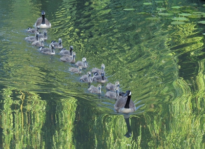 <i class='fa fa-user'></i> sieb |   Grote Canadese Gans  <i class='fa fa-eye'> 497</i>  <i class='fa fa-thumbs-up'> 12</i>   <i class='fa fa-comment-o'> 15</i>