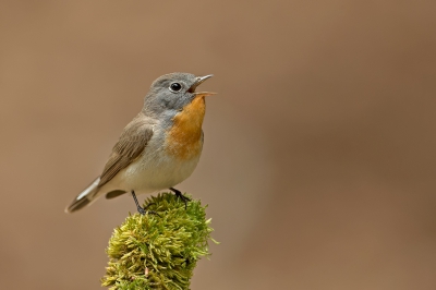 <i class='fa fa-user'></i> anevanrees |   Kleine Vliegenvanger  <i class='fa fa-eye'> 986</i>  <i class='fa fa-thumbs-up'> 12</i>   <i class='fa fa-comment-o'> 14</i>