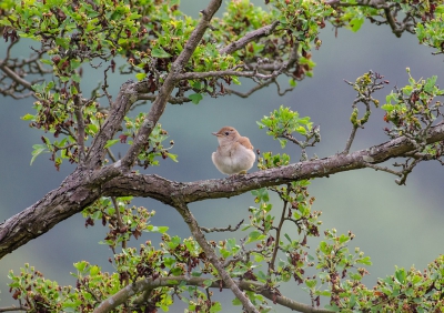 <i class='fa fa-user'></i> Eef Kieft |   Nachtegaal  <i class='fa fa-eye'> 481</i>  <i class='fa fa-thumbs-up'> 11</i>   <i class='fa fa-comment-o'> 12</i>