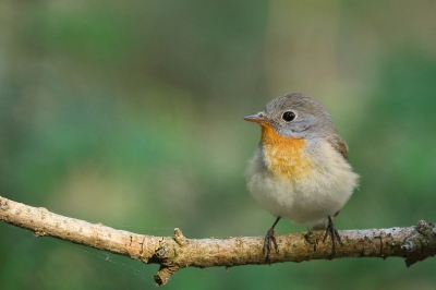 <i class='fa fa-user'></i> Rob Belterman |   Kleine Vliegenvanger  <i class='fa fa-eye'> 688</i>  <i class='fa fa-thumbs-up'> 5</i>   <i class='fa fa-comment-o'> 12</i>