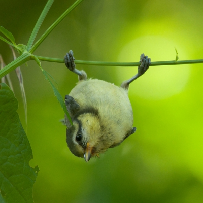 <i class='fa fa-user'></i> P.Teune |   Pimpelmees  <i class='fa fa-eye'> 611</i>  <i class='fa fa-thumbs-up'> 17</i>   <i class='fa fa-comment-o'> 22</i>