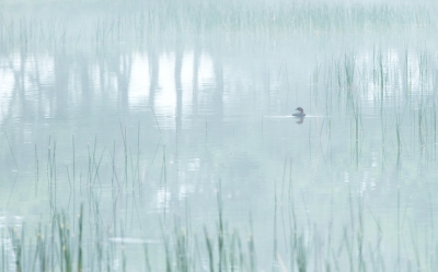 <i class='fa fa-user'></i> nelappelmelk |   Dodaars  <i class='fa fa-eye'> 487</i>  <i class='fa fa-thumbs-up'> 12</i>   <i class='fa fa-comment-o'> 13</i>