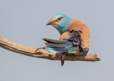 <i class='fa fa-user'></i> Marie-Jos Boon |   Scharrelaar  <i class='fa fa-eye'> 417</i>  <i class='fa fa-thumbs-up'> 7</i>   <i class='fa fa-comment-o'> 11</i>