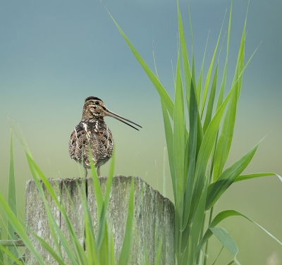 <i class='fa fa-user'></i> Wilfried Solarz |   Watersnip  <i class='fa fa-eye'> 424</i>  <i class='fa fa-thumbs-up'> 4</i>   <i class='fa fa-comment-o'> 17</i>