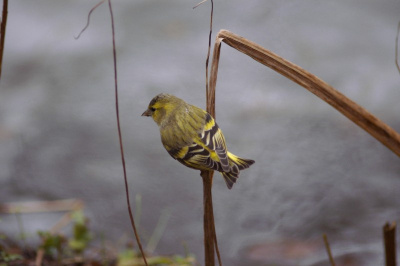 In achtertuin gefotografeerd door het raam