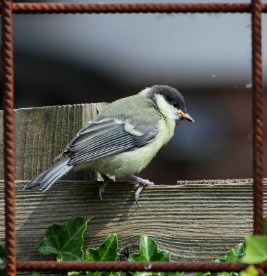 <i class='fa fa-user'></i> kruisje2000 |   Koolmees  <i class='fa fa-eye'> 422</i>  <i class='fa fa-thumbs-up'> 9</i>   <i class='fa fa-comment-o'> 11</i>