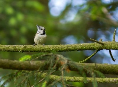 Op het "Plateau des Tailles" in de buurt van Manhay ligt een groot stuk veengrond. De bosrand gelegen aan het veen vormt een ideale habitat voor allerlei vogels, waaronder Vinken, Leeuwerikken en deze Kuifmees, die ik voor het eerst tegen ben gekomen. Een persoonlijk primeurtje.