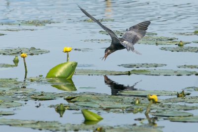 <i class='fa fa-user'></i> christina |   Zwarte Stern  <i class='fa fa-eye'> 353</i>   <i class='fa fa-comment-o'> 4</i>