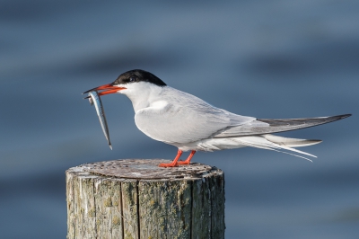 Common Tern with its catch. These guys are very aerobatic, difficult to track in flight. He posed for me for couple of second. Long enough to take some shots. Happy to hear how I can further improve:)