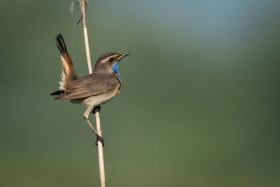 Gefotografeerd in de Zouweboezem. Deze blauwborst vloog ineens vlak bij me in het riet en begon mooi te zingen. Dan moet je het toch even vastleggen.