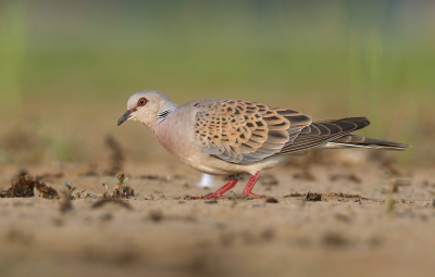 <i class='fa fa-user'></i> Gejo Wassink |   Zomertortel  <i class='fa fa-eye'> 690</i>  <i class='fa fa-thumbs-up'> 28</i>   <i class='fa fa-comment-o'> 26</i>