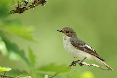 <i class='fa fa-user'></i> Alex Roetemeijer |   Bonte Vliegenvanger  <i class='fa fa-eye'> 374</i>  <i class='fa fa-thumbs-up'> 4</i>   <i class='fa fa-comment-o'> 6</i>