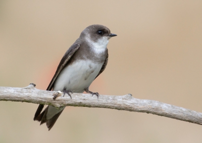 <i class='fa fa-user'></i> Marie-Jos Boon |   Oeverzwaluw  <i class='fa fa-eye'> 286</i>   <i class='fa fa-comment-o'> 4</i>