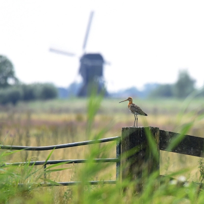 <i class='fa fa-user'></i> Gerard Visser |   Grutto  <i class='fa fa-eye'> 359</i>  <i class='fa fa-thumbs-up'> 4</i>   <i class='fa fa-comment-o'> 13</i>