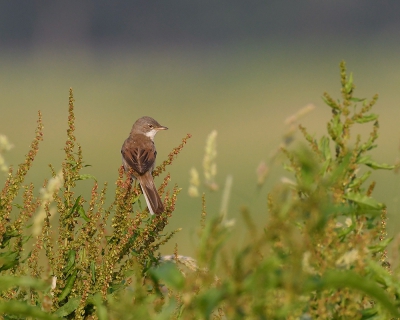 <i class='fa fa-user'></i> henkdikkers |   Grasmus  <i class='fa fa-eye'> 326</i>  <i class='fa fa-thumbs-up'> 7</i>   <i class='fa fa-comment-o'> 10</i>