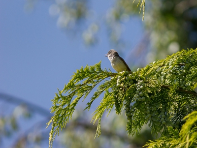 De tuin van ons vakantiehuis in de Belgische Ardennen was erg vogelrijk. Naast de "standaard" tuinvogels zoals Merels werd het ook bezocht door een TV, Putters, Groenlingen, en deze Grasmus. Erg bijzonder.